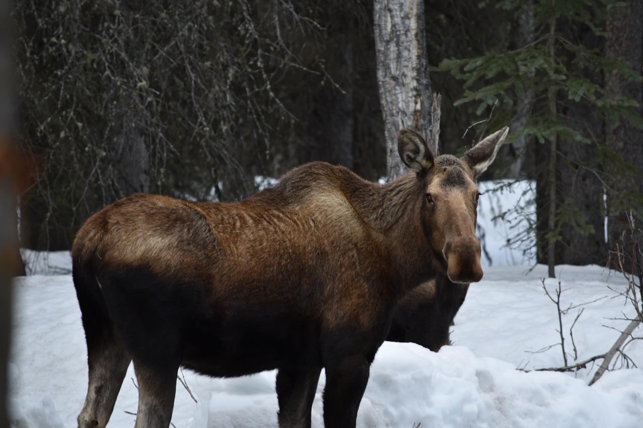 Backwoods Lodge Cantwell Экстерьер фото