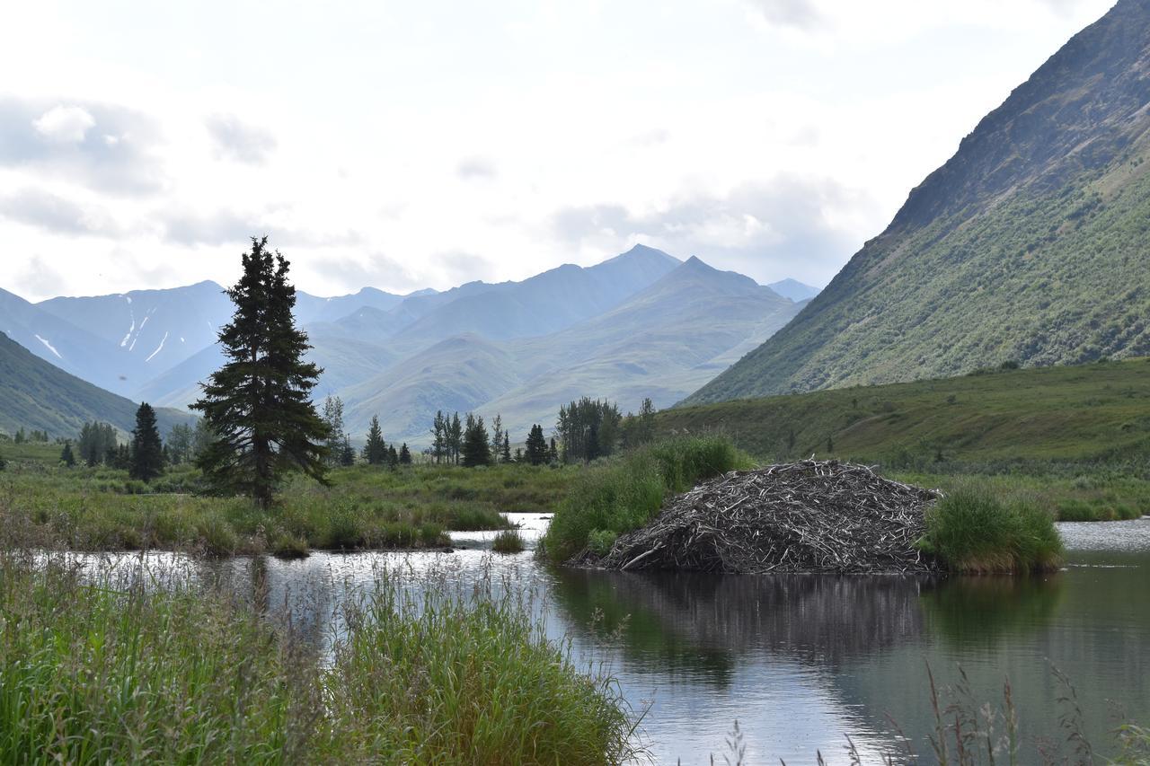 Backwoods Lodge Cantwell Экстерьер фото